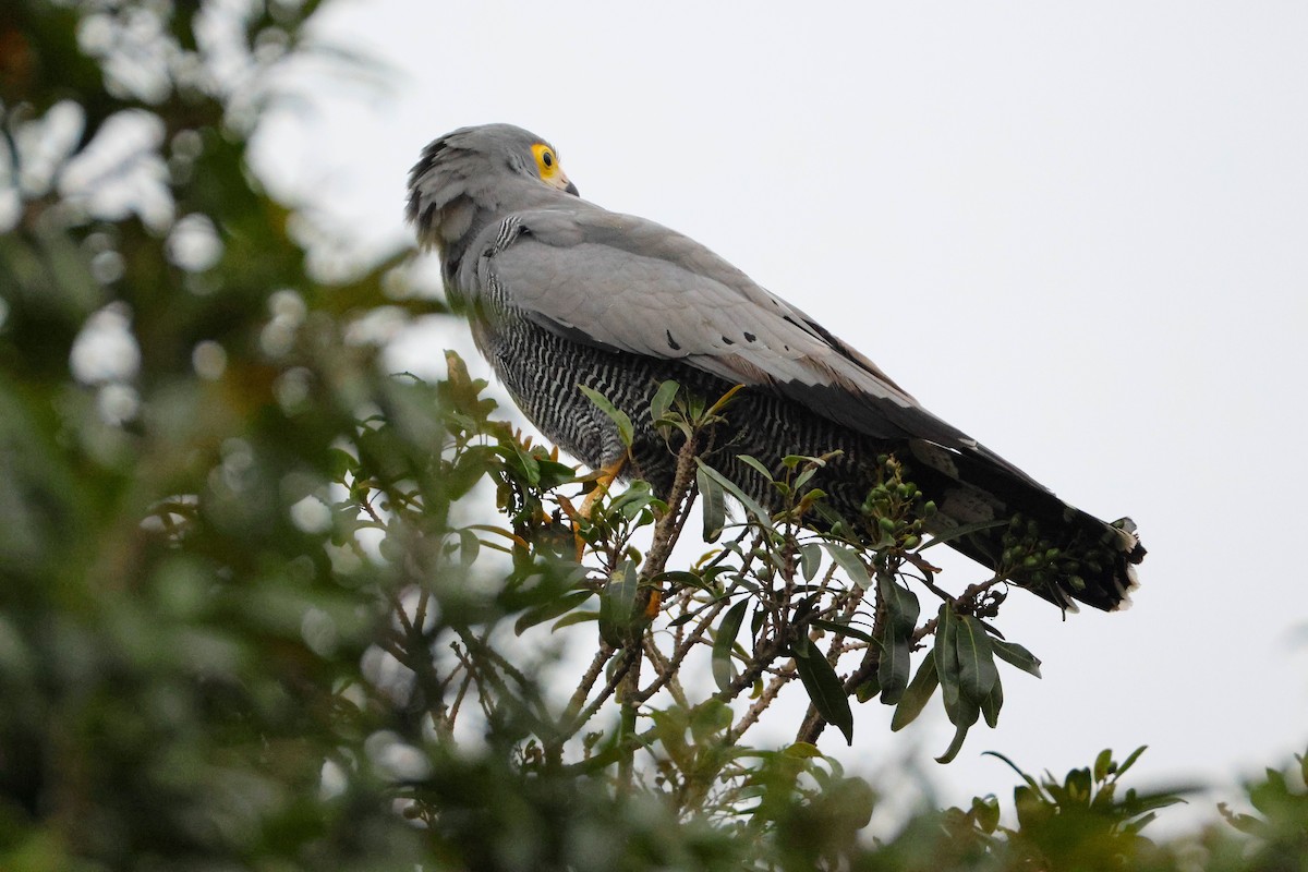 African Harrier-Hawk - ML643608943