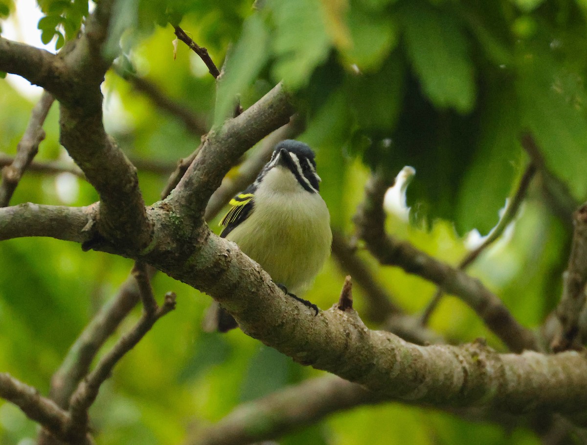 Yellow-rumped Tinkerbird - ML643608958