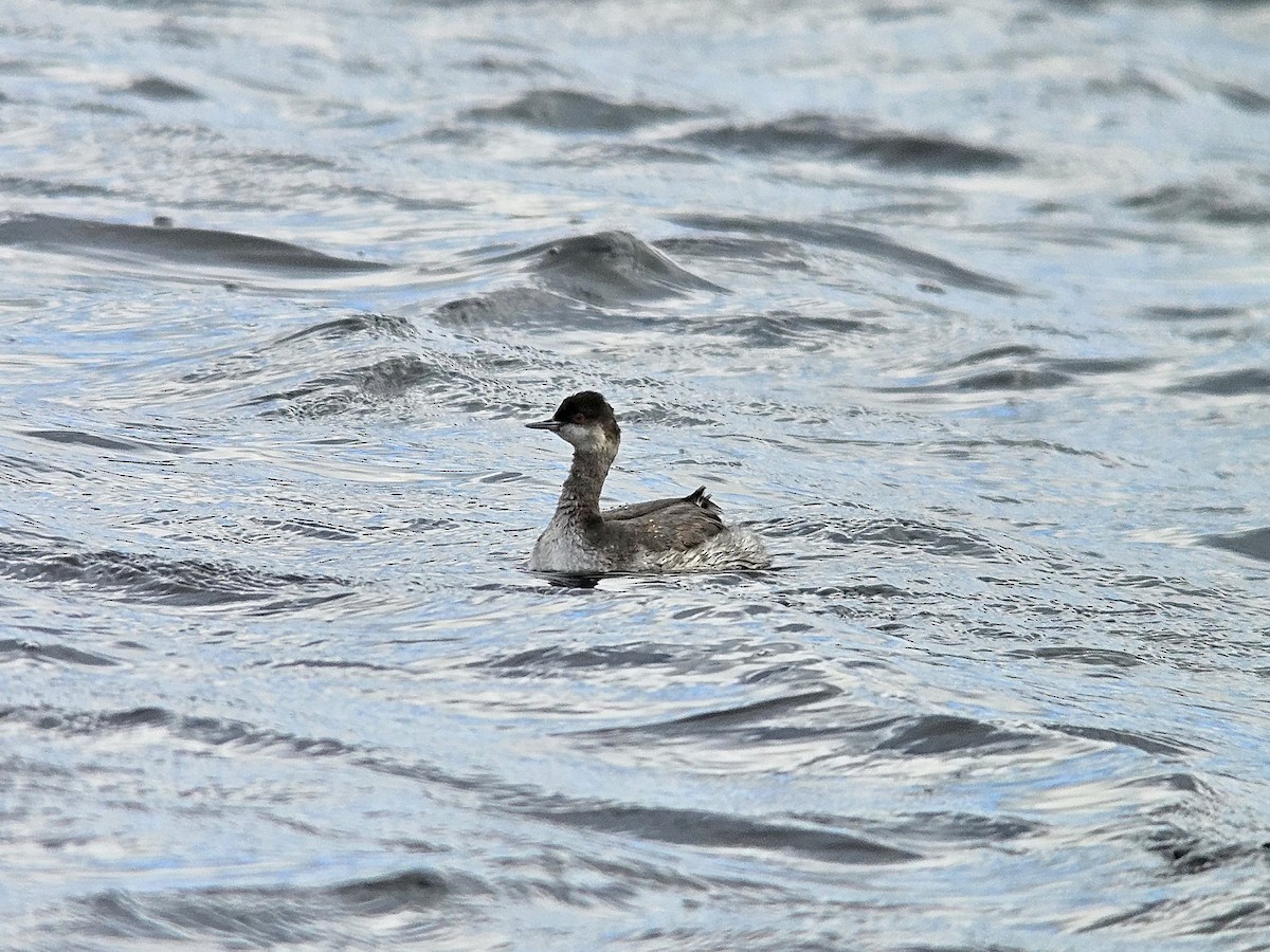 Eared Grebe - ML643608961