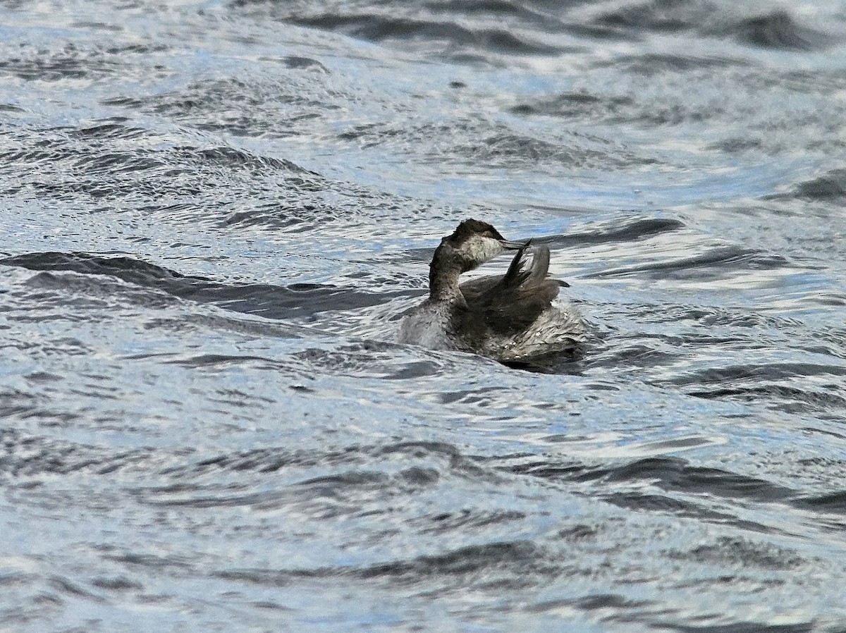Eared Grebe - ML643608963