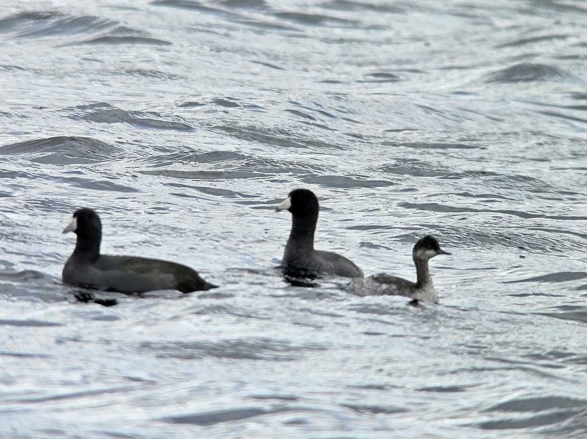 Eared Grebe - ML643608964