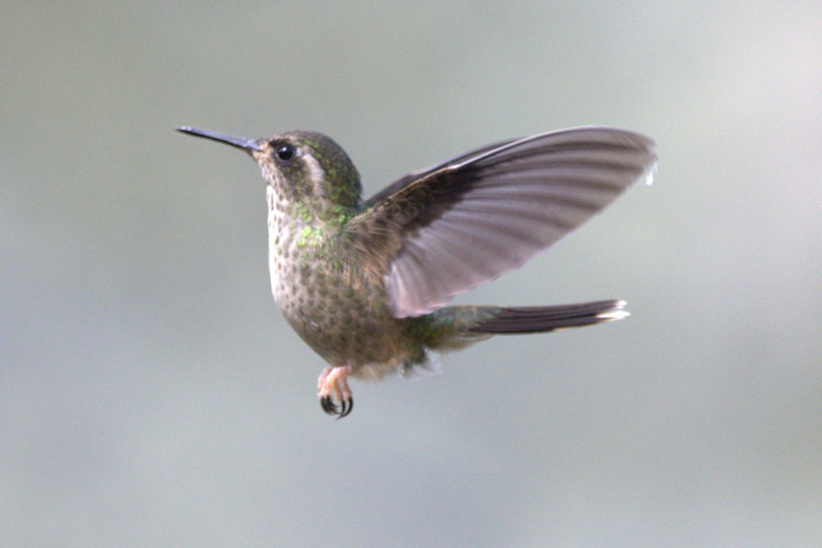 Speckled Hummingbird - ML643608966