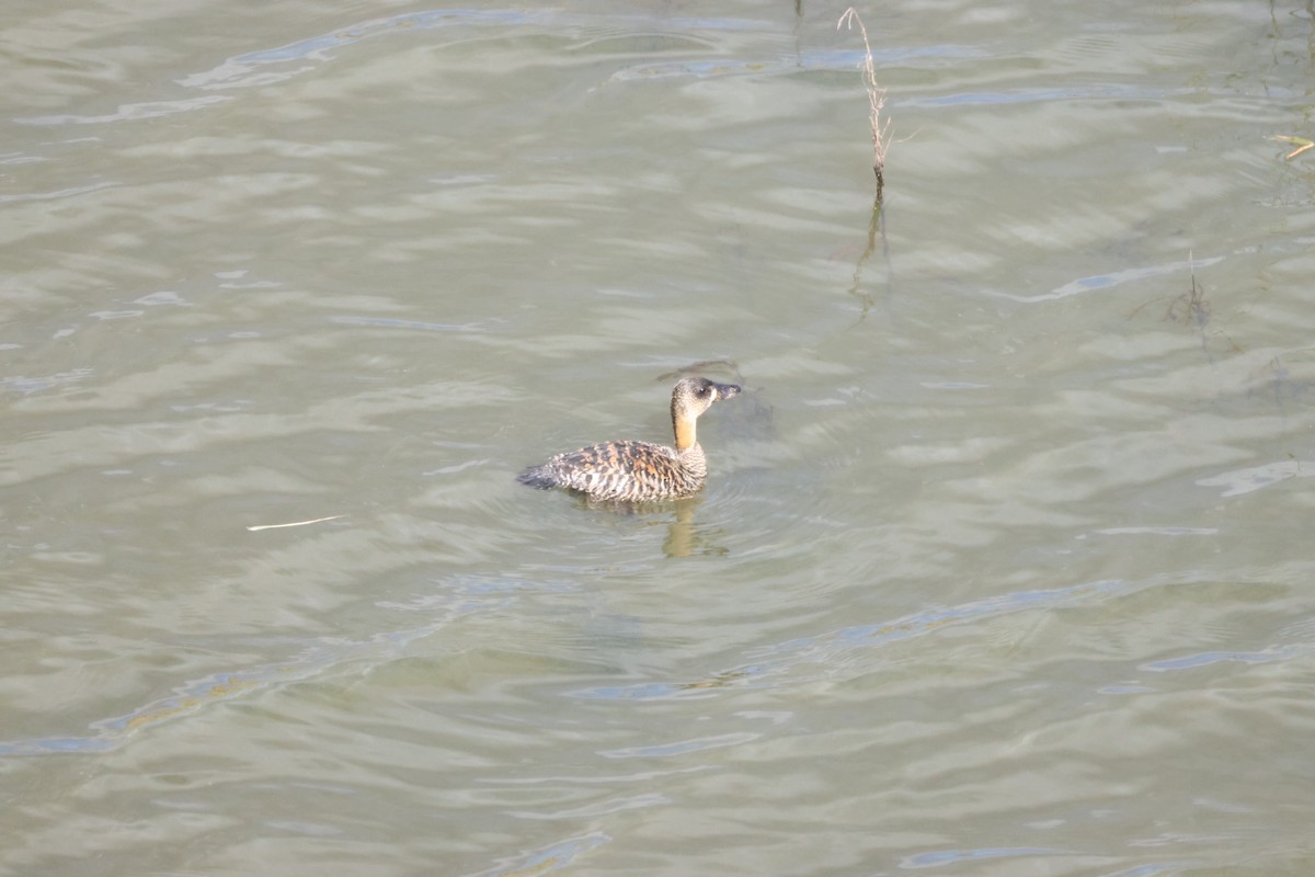 White-backed Duck - ML643608967