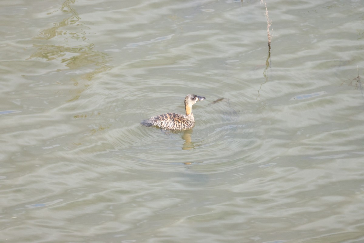 White-backed Duck - ML643608968