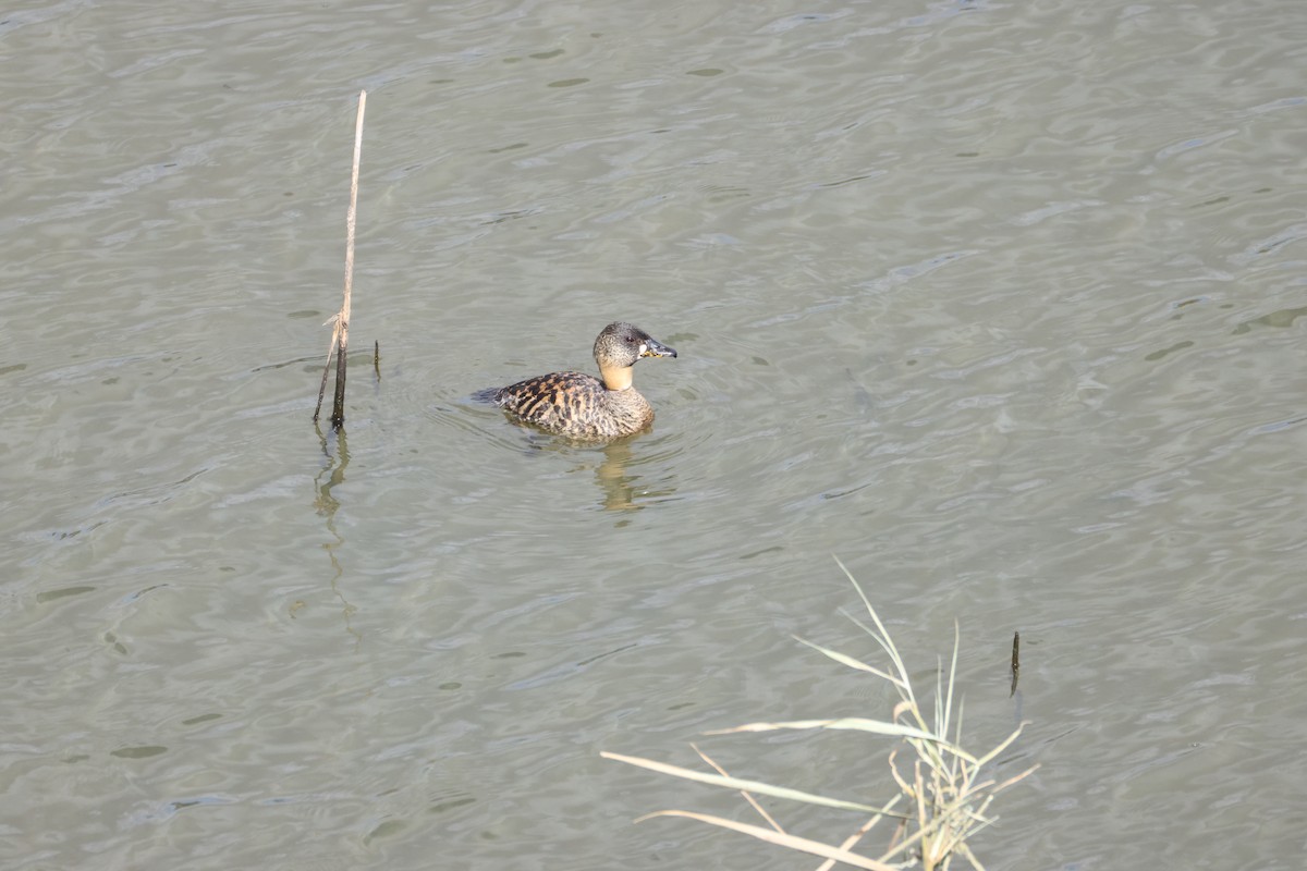 White-backed Duck - ML643608969
