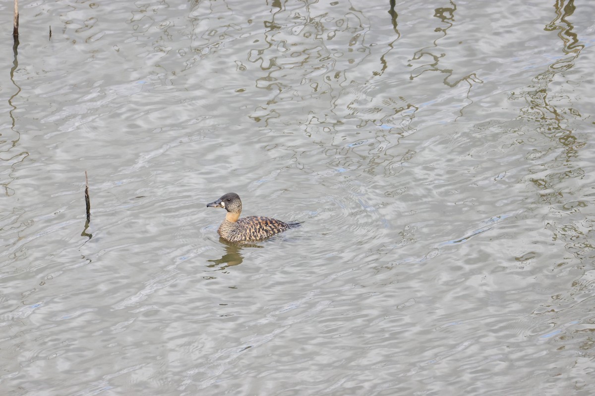 White-backed Duck - ML643608970
