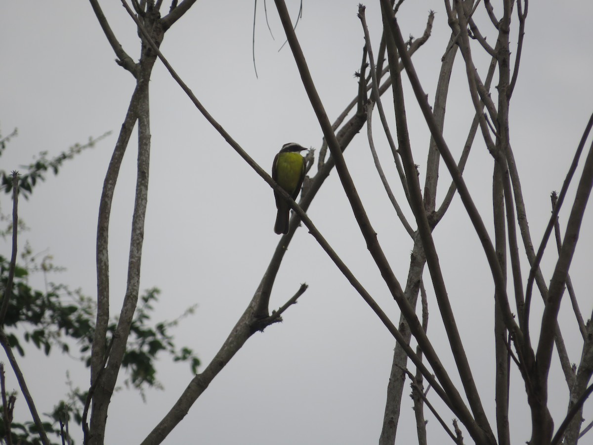 Rusty-margined Flycatcher - ML643608978