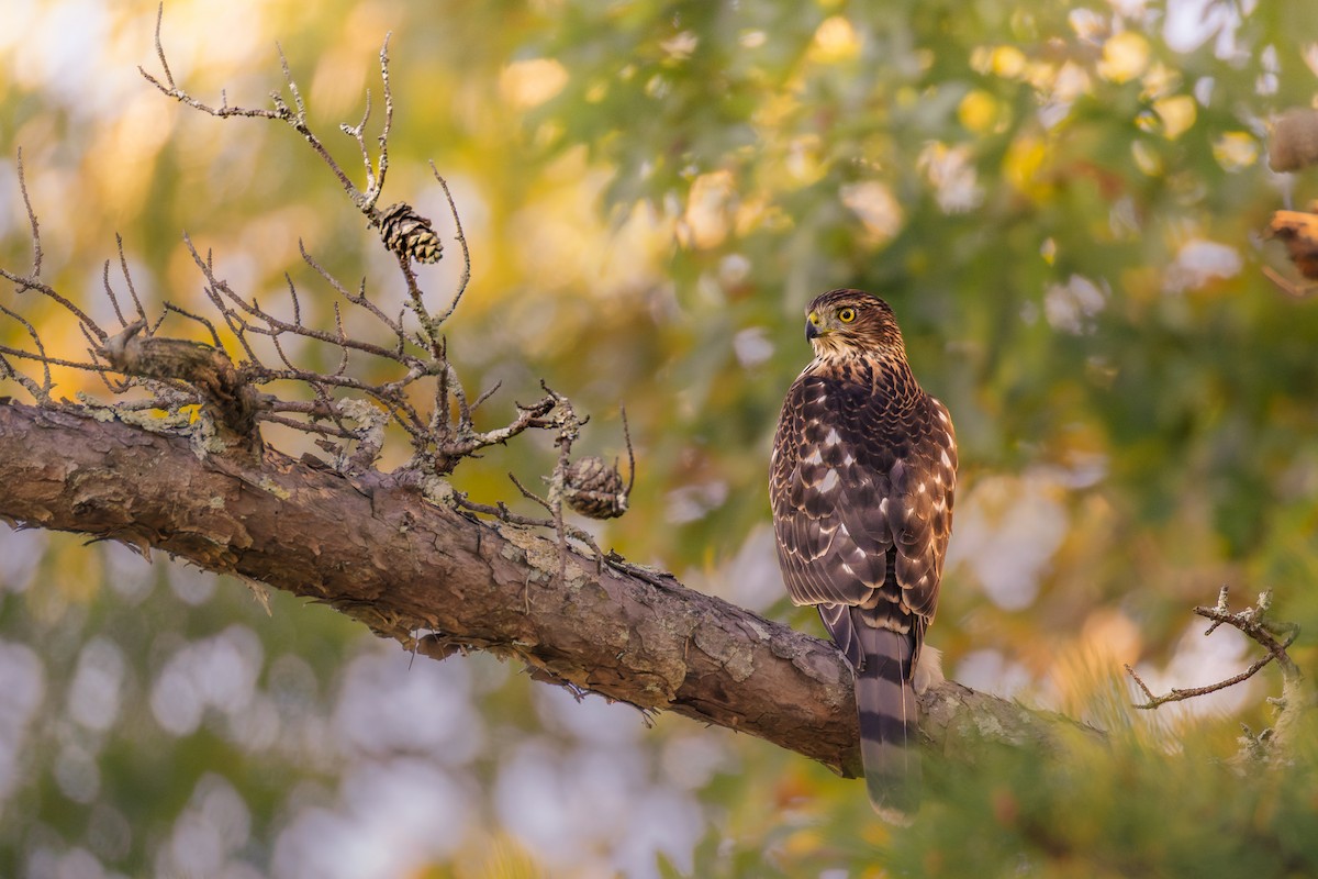 Cooper's Hawk - ML643608987