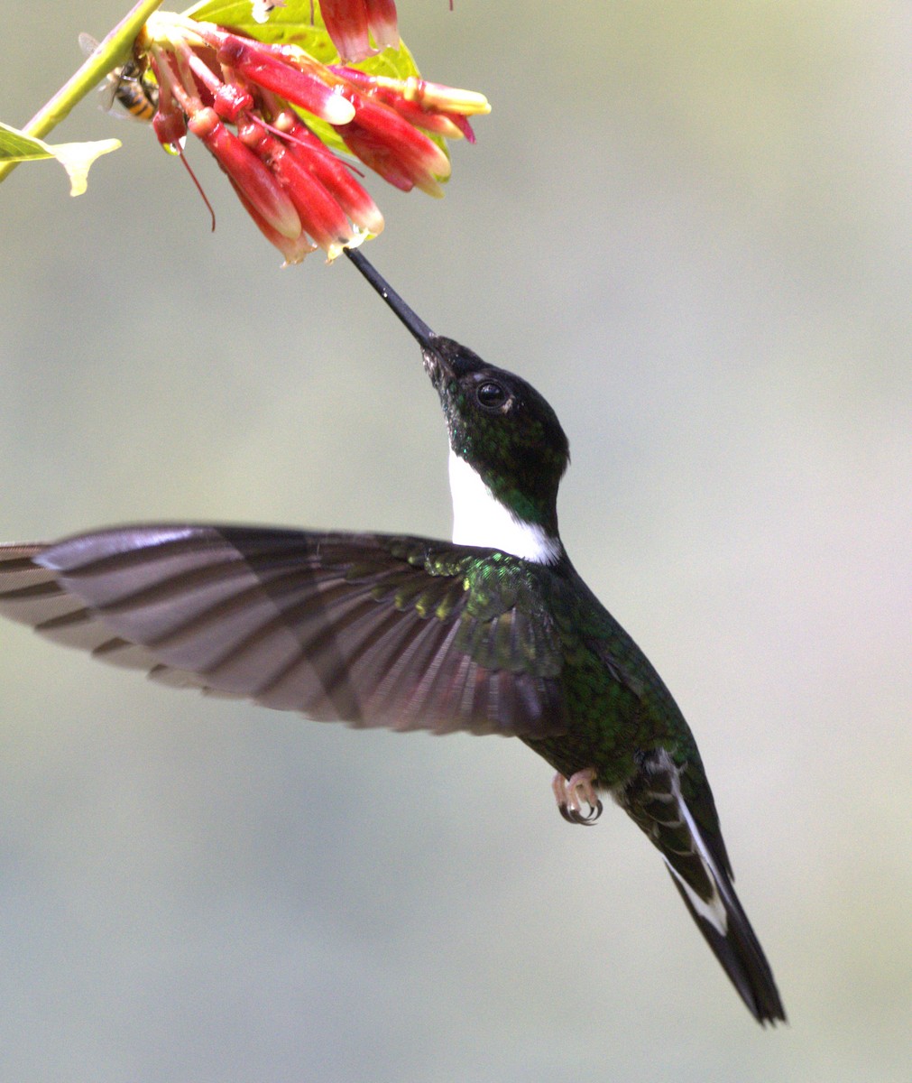 Collared Inca - ML643608988