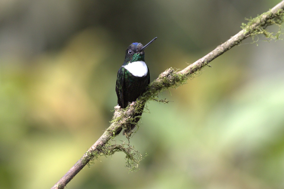 Collared Inca - ML643608989