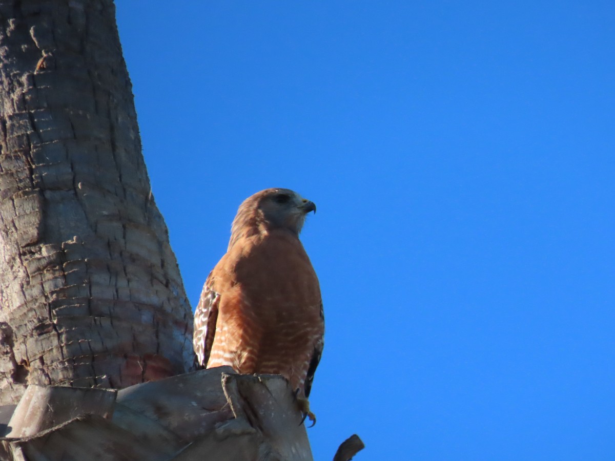 Red-shouldered Hawk - ML643608990