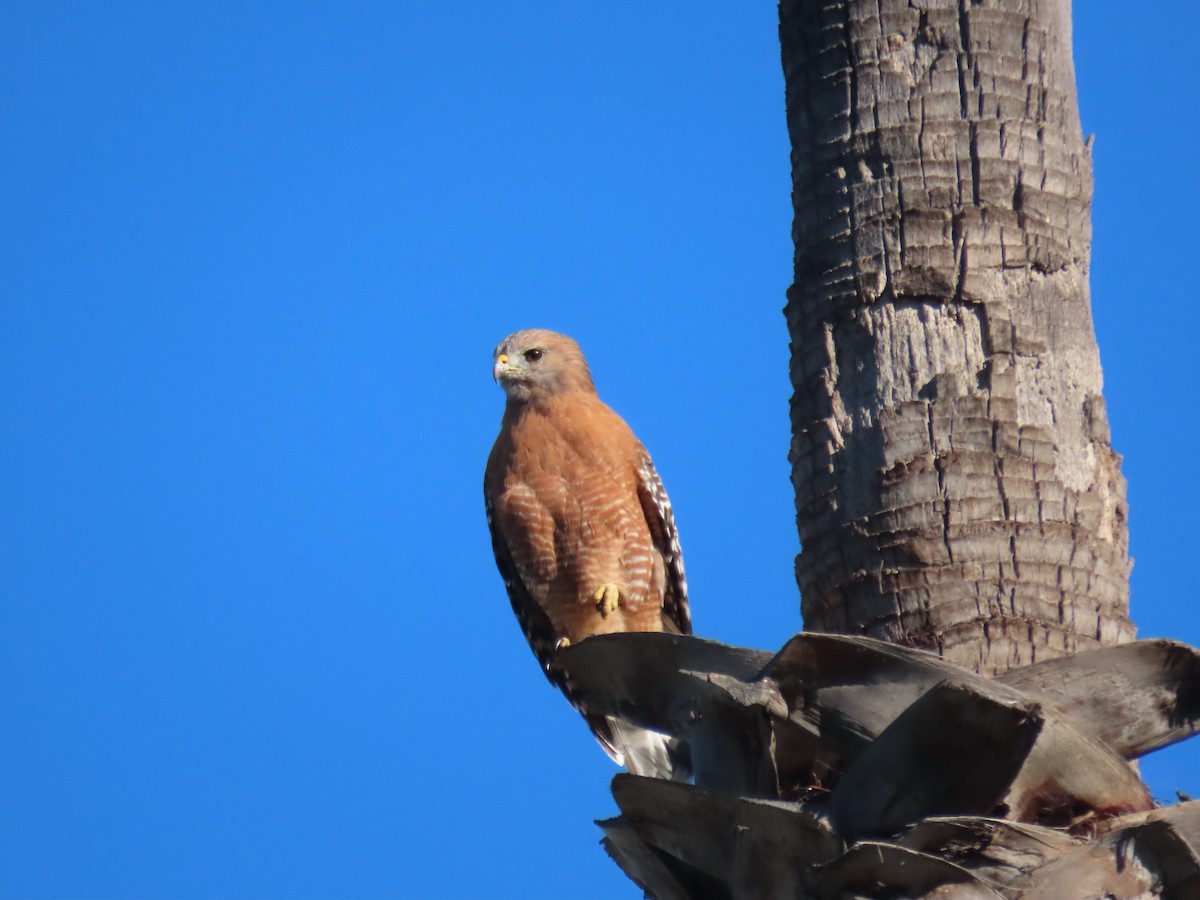 Red-shouldered Hawk - ML643608991