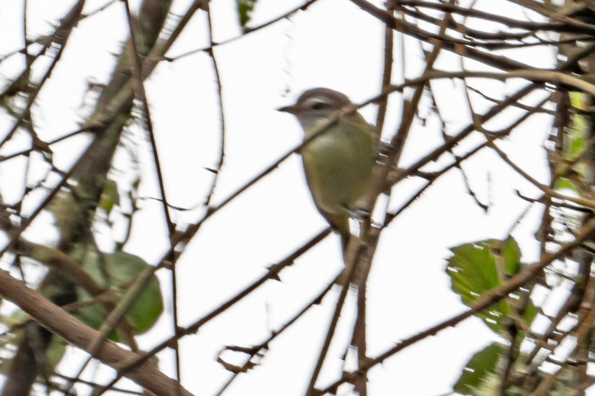 Brown-capped Vireo - ML643608999