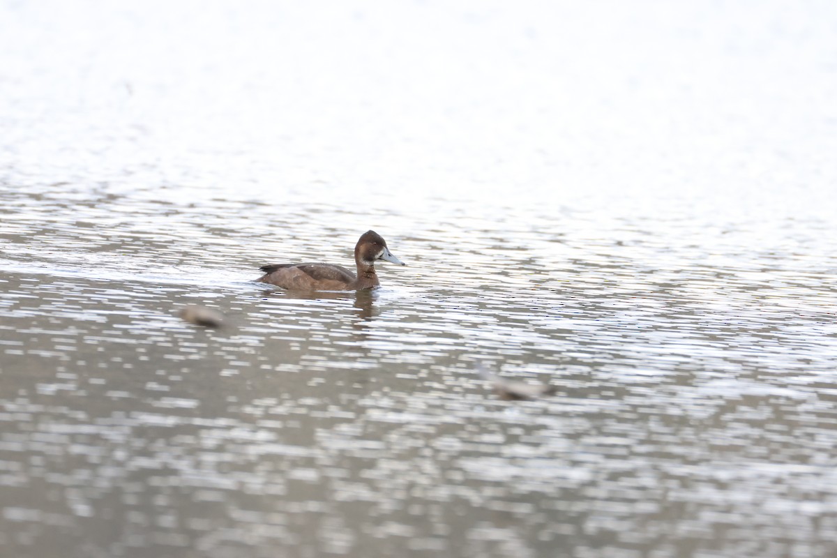 Southern Pochard - ML643609000