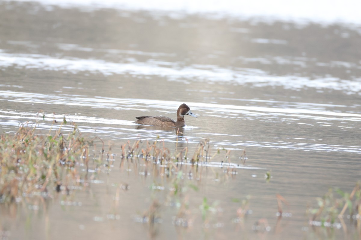 Southern Pochard - ML643609001