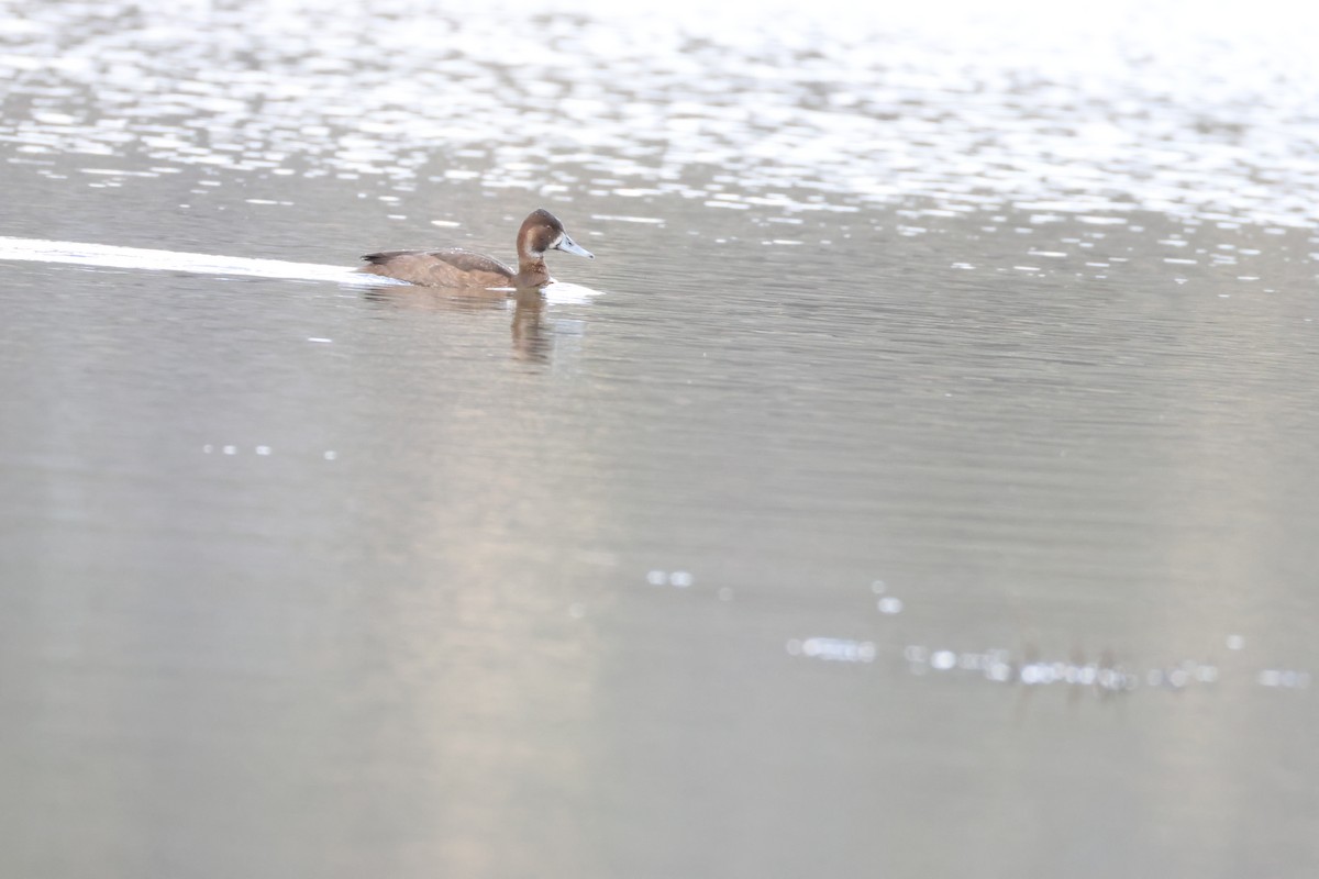 Southern Pochard - ML643609002