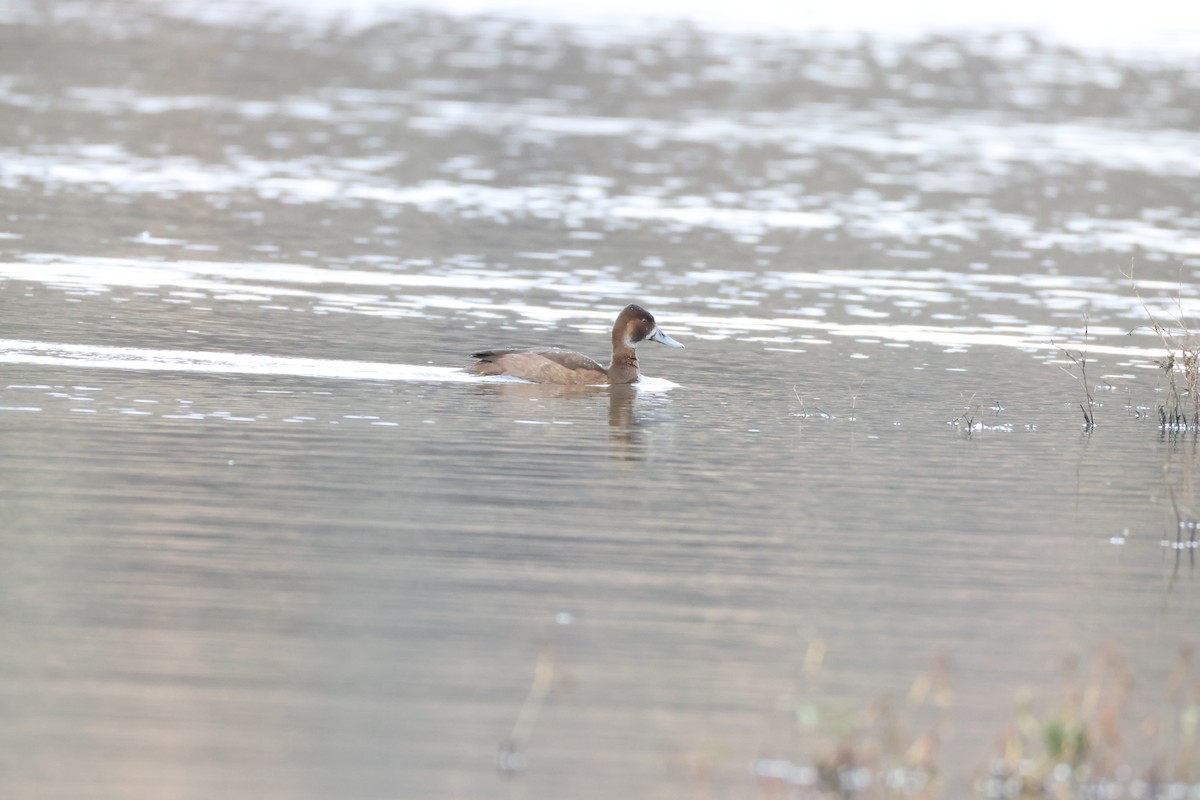 Southern Pochard - ML643609003