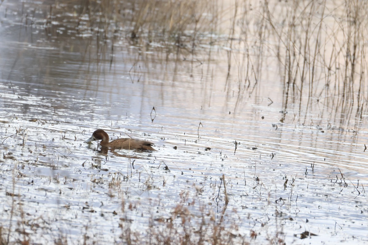Southern Pochard - ML643609004