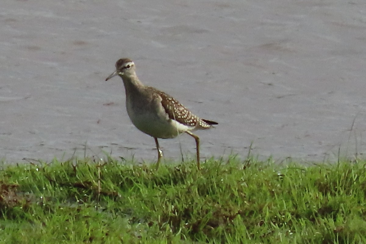 Wood Sandpiper - ML643609005