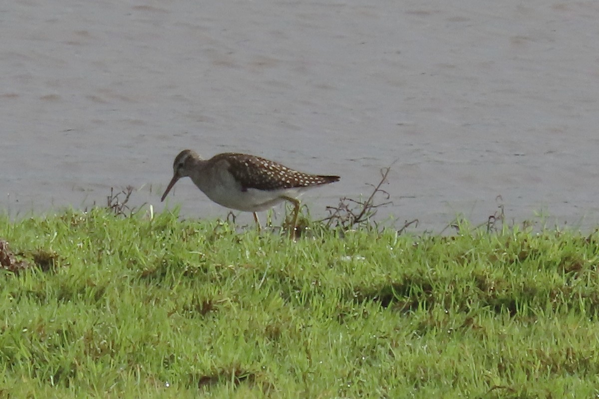 Wood Sandpiper - ML643609006