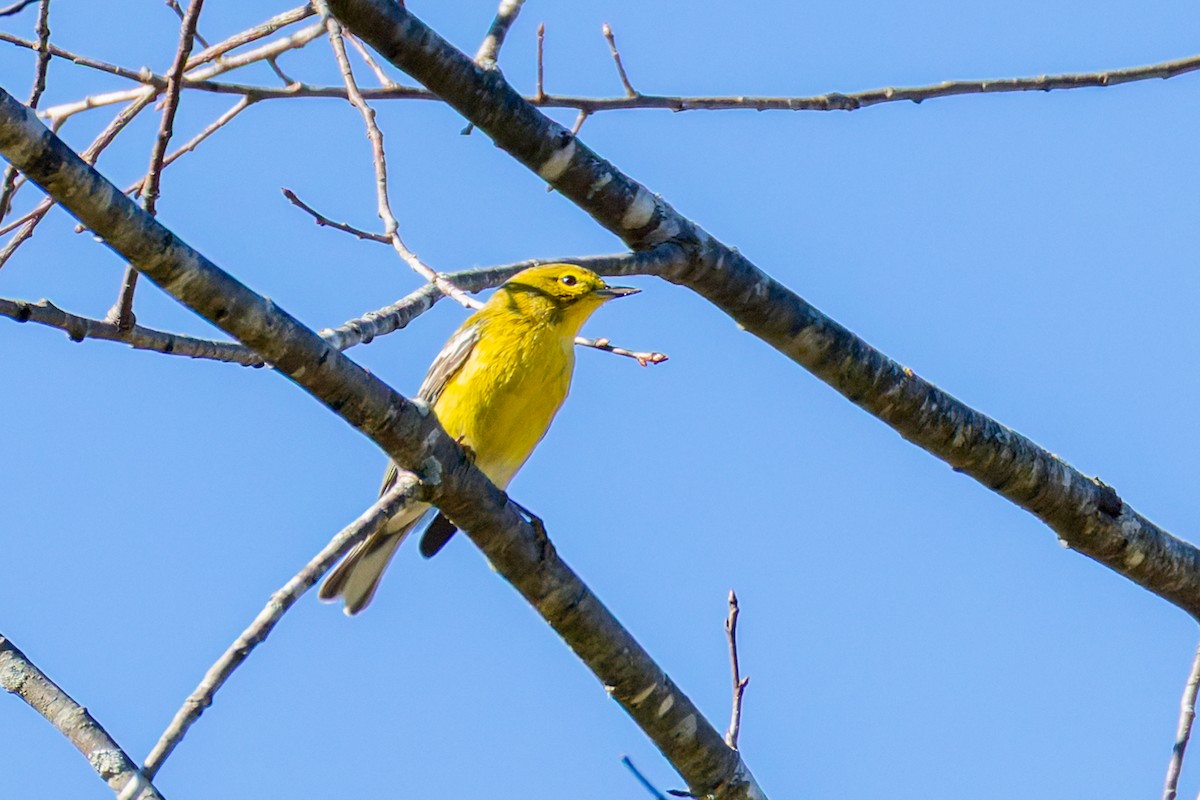 Pine Warbler - ML643609007