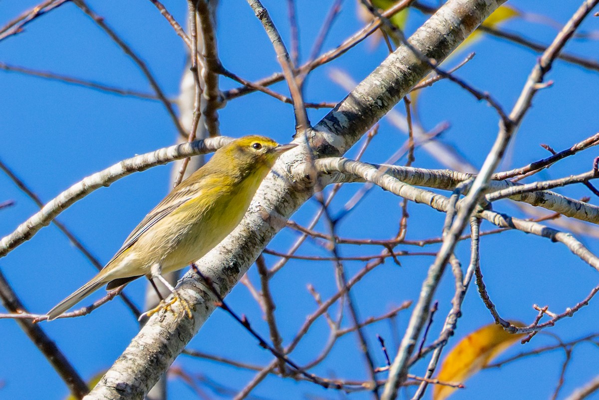 Pine Warbler - ML643609008