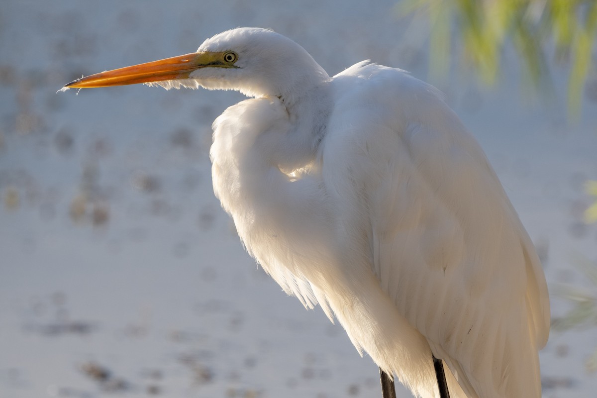 volavka bílá - ML643609012