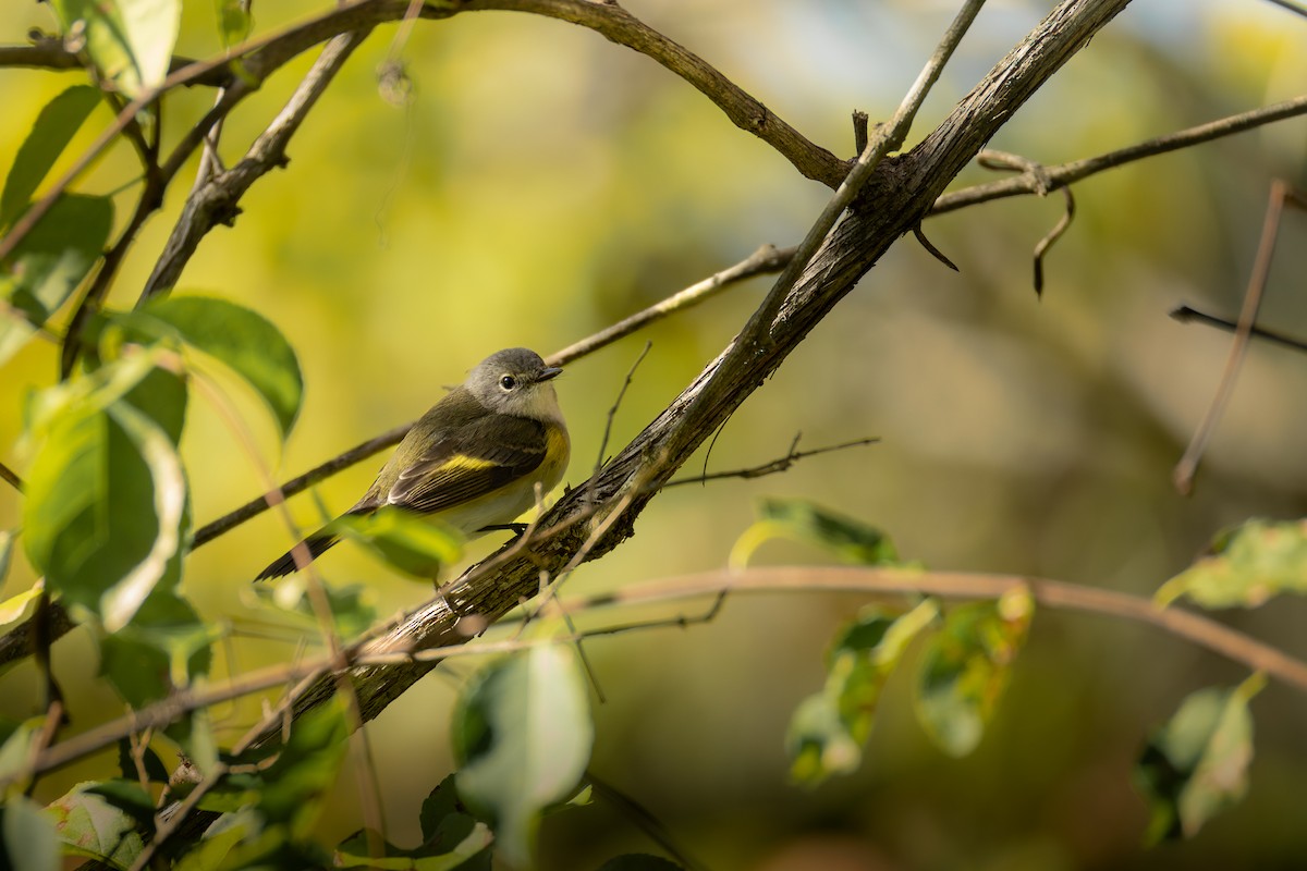 American Redstart - ML643609013