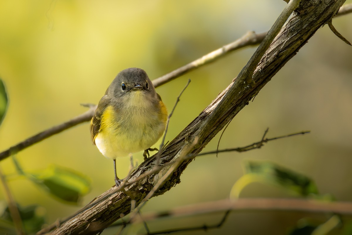 American Redstart - ML643609014