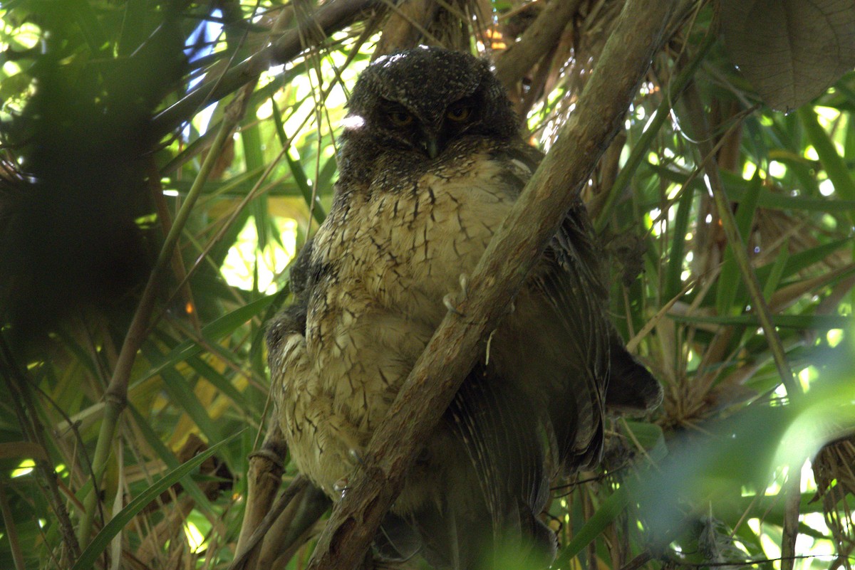 White-throated Screech-Owl - ML643609015