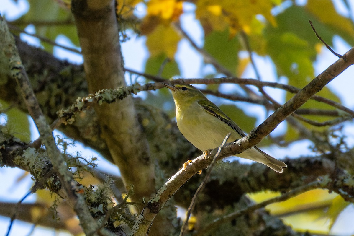 Tennessee Warbler - ML643609018