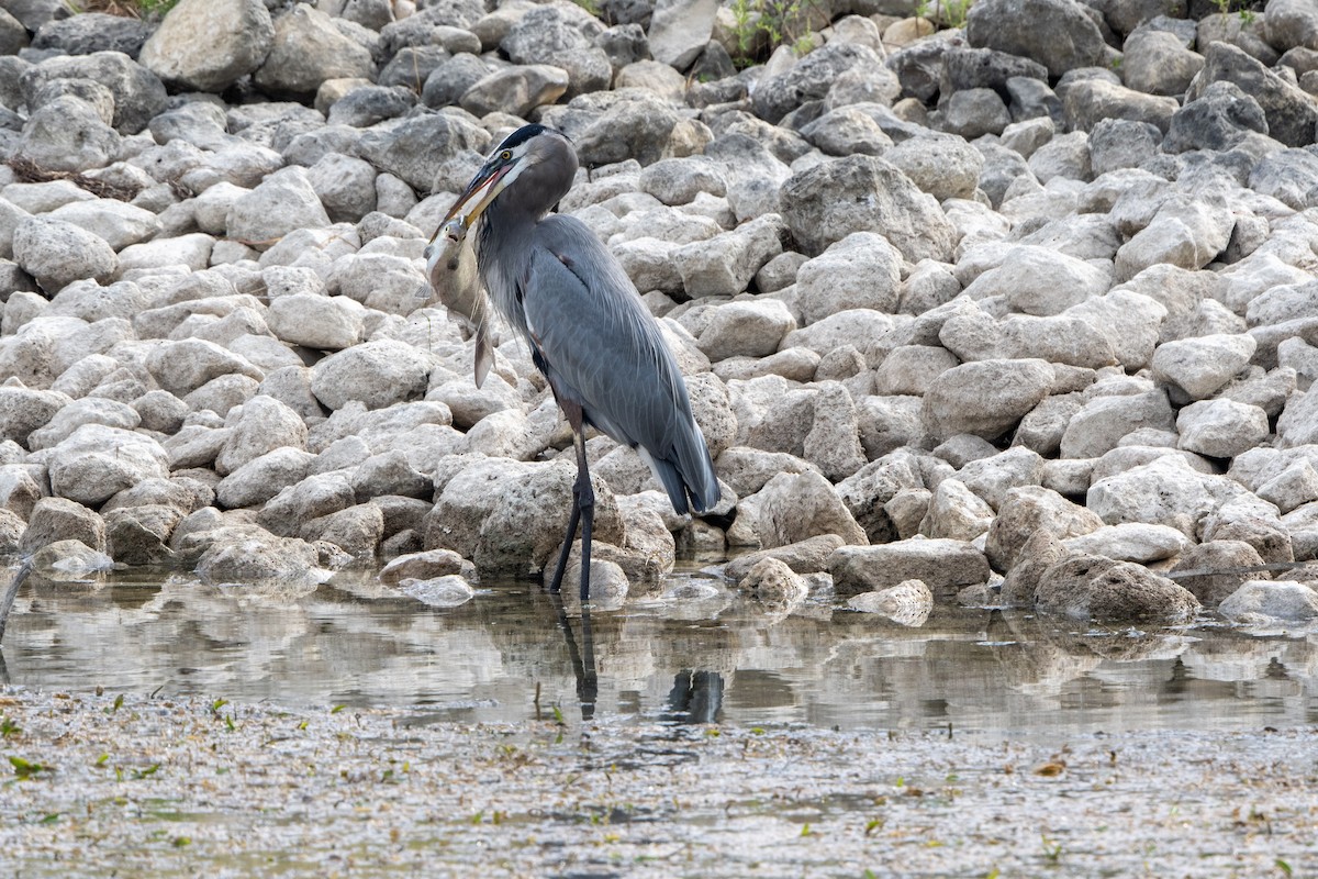 volavka velká - ML643609020