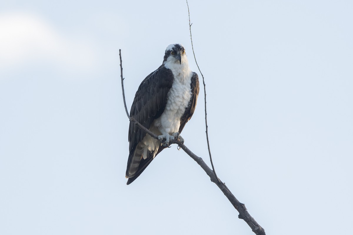 orlovec říční - ML643609024