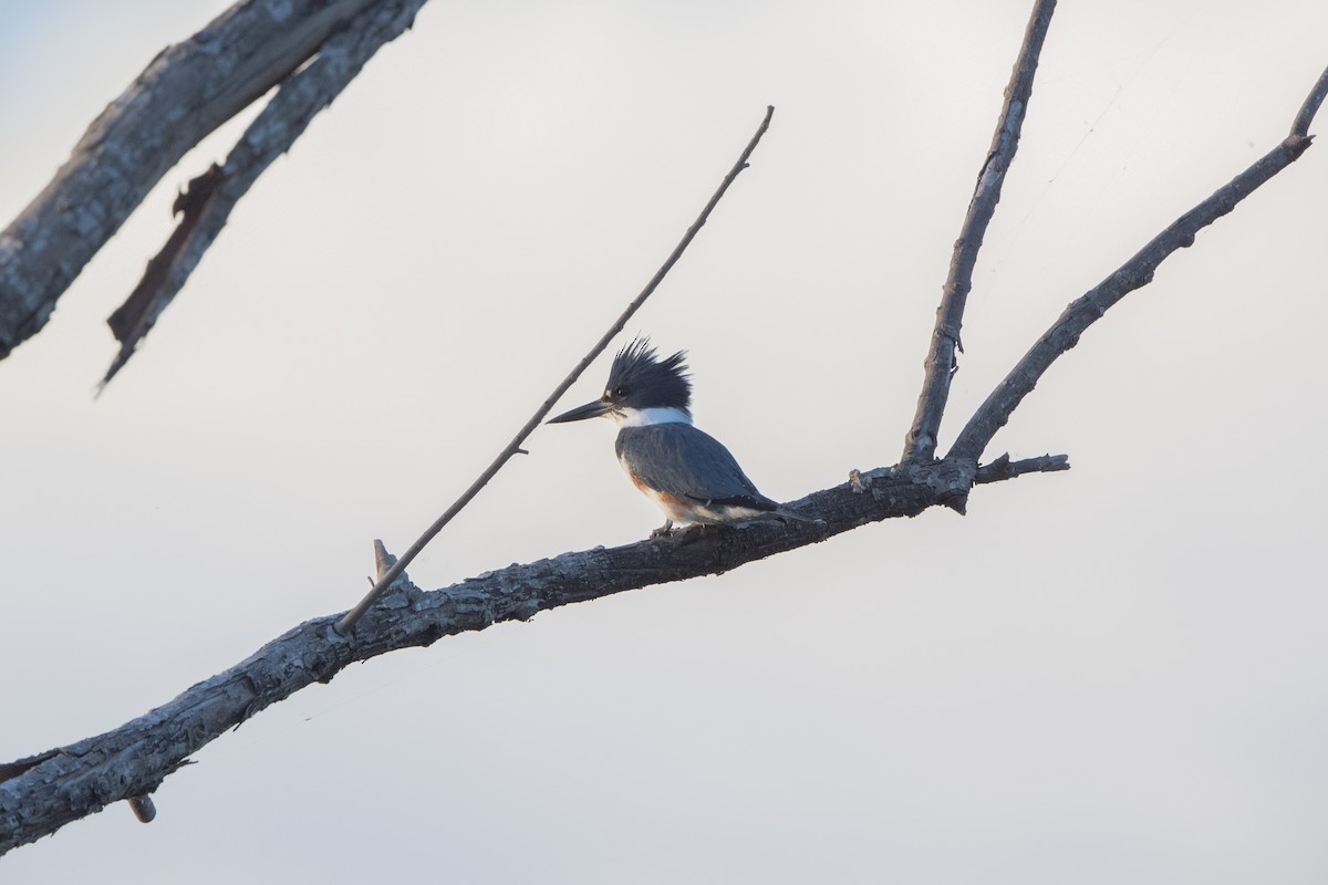 rybařík pruhoprsý - ML643609028