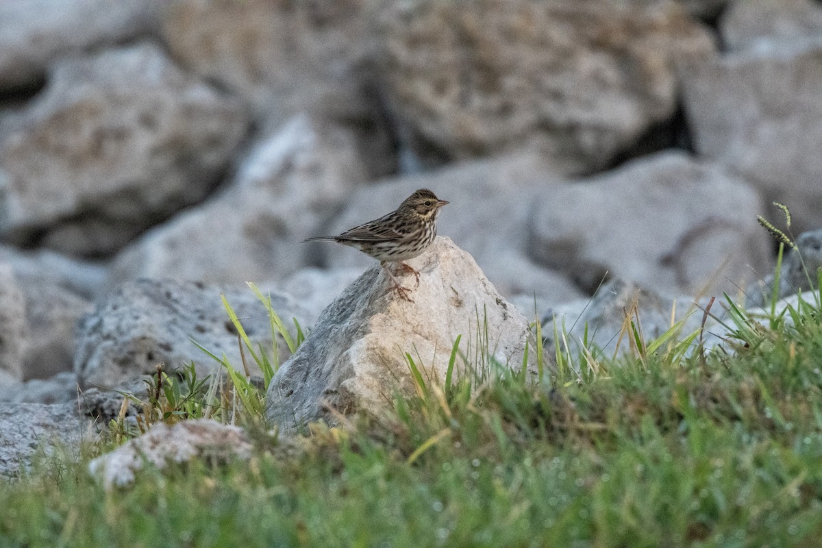 strnadec luční - ML643609044