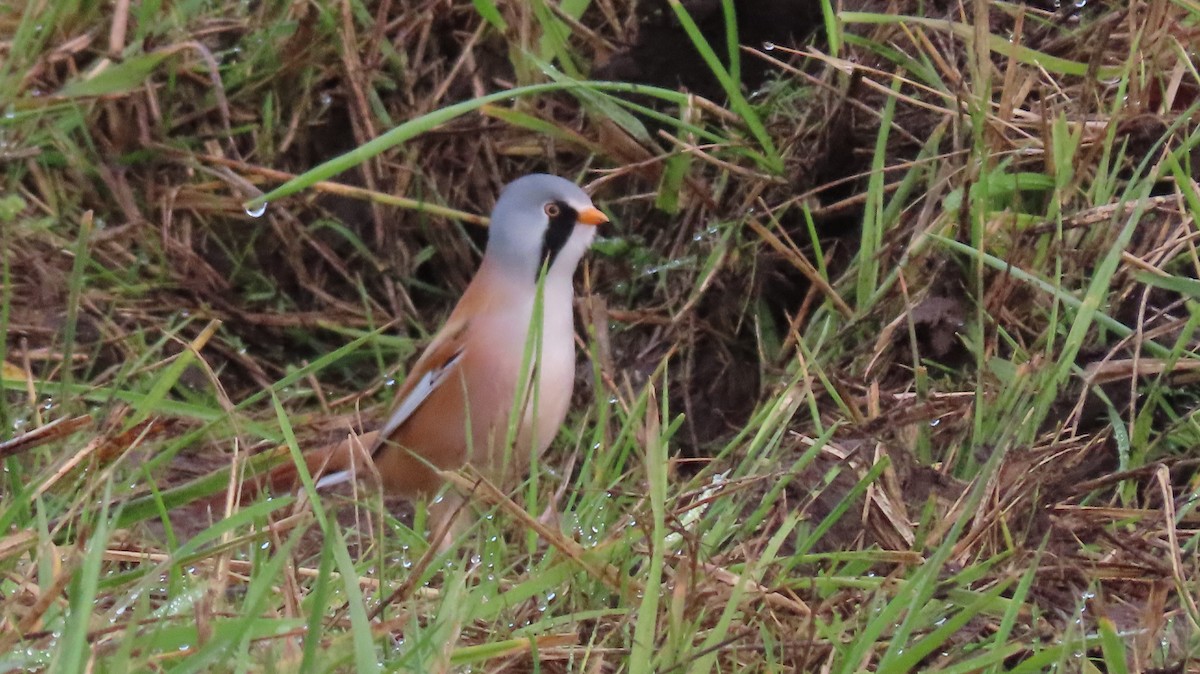 Bearded Reedling - ML643609048