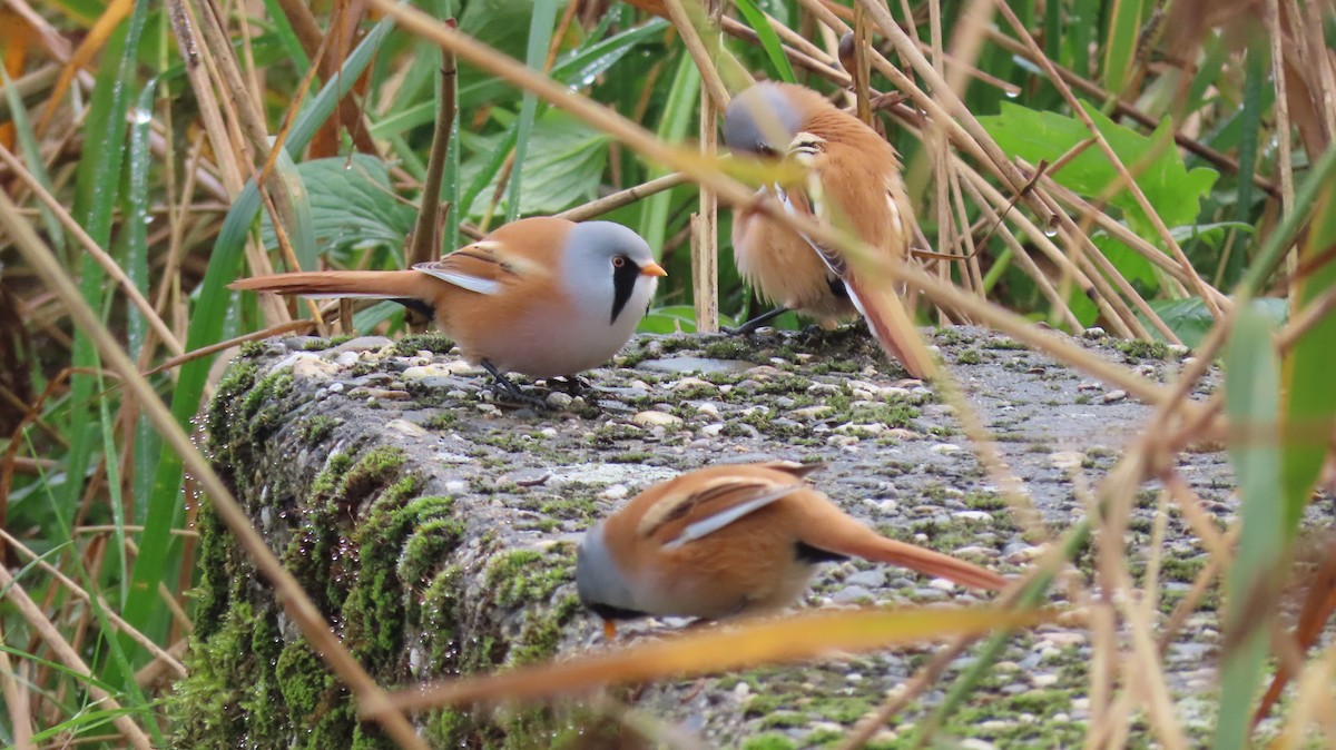 Bearded Reedling - ML643609050