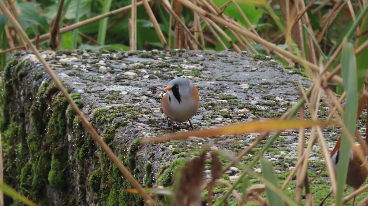Bearded Reedling - ML643609051