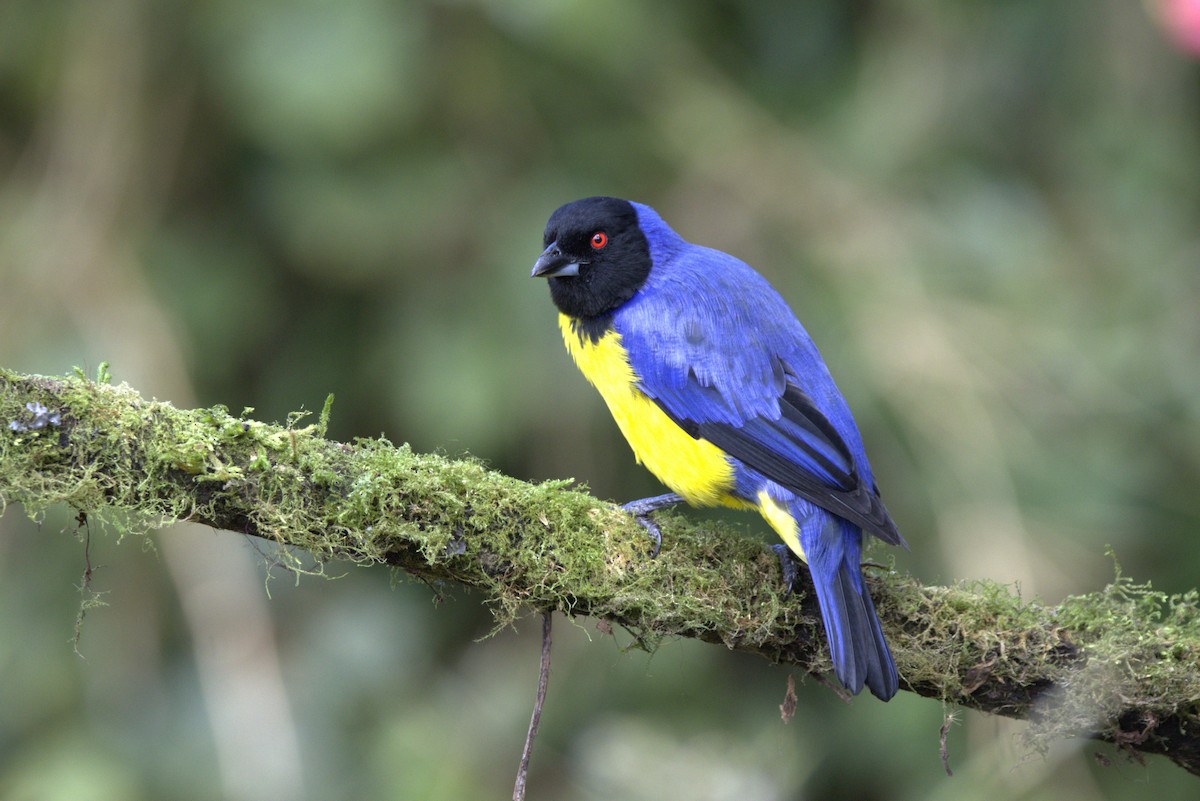 Hooded Mountain Tanager - ML643609055