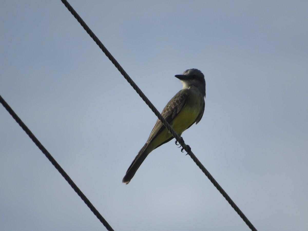 Tropical Kingbird - ML643609058