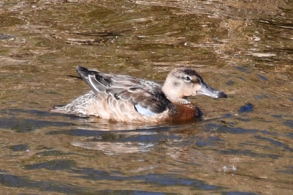 teal sp. - ML643609059