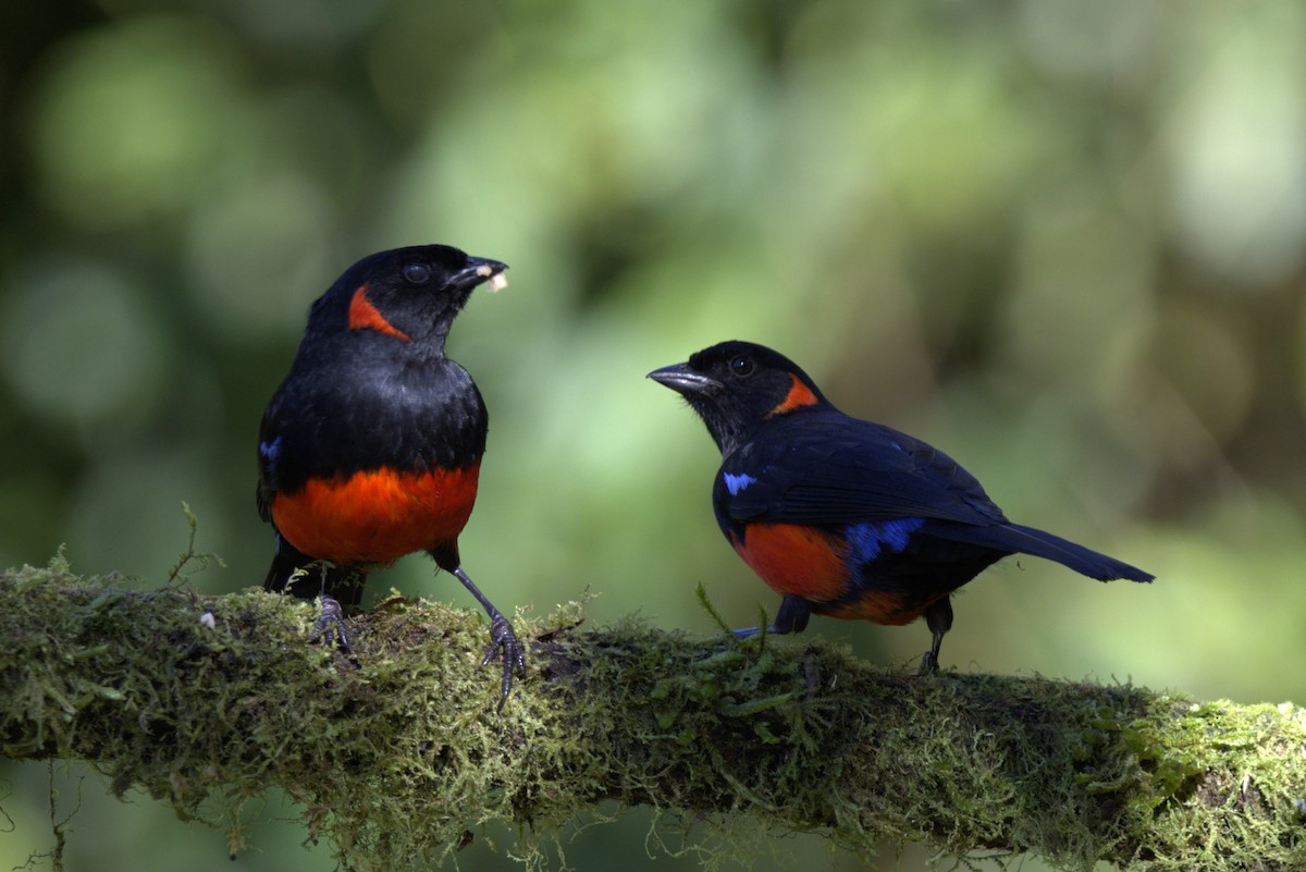 Scarlet-bellied Mountain Tanager - ML643609062