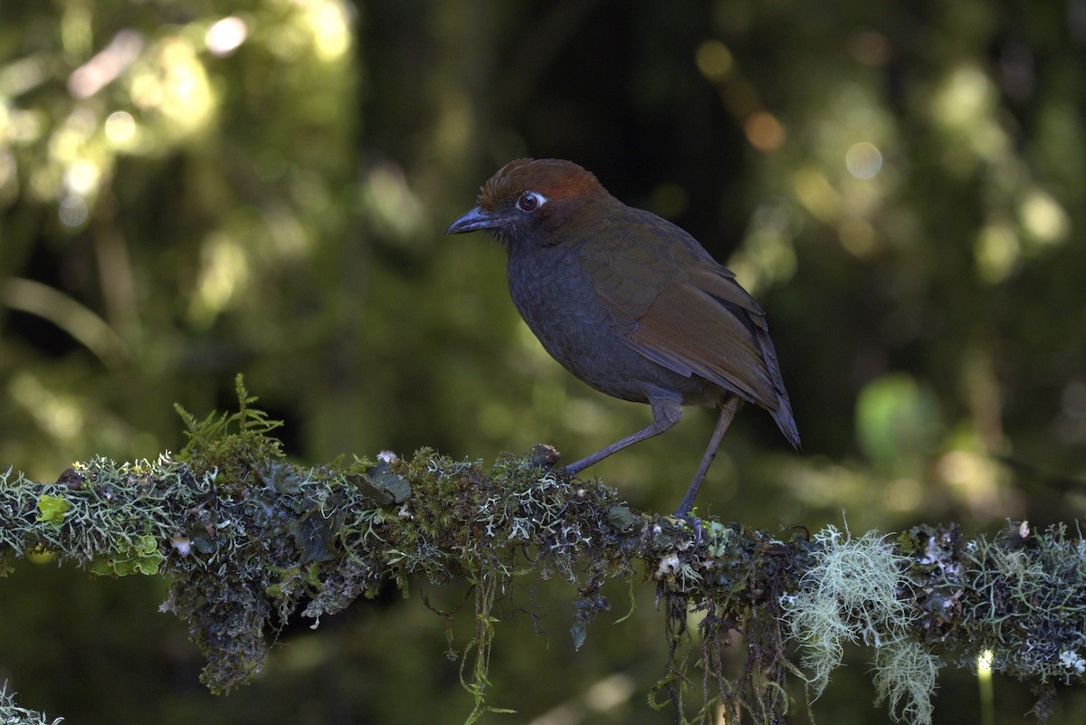 Chestnut-naped Antpitta - ML643609072