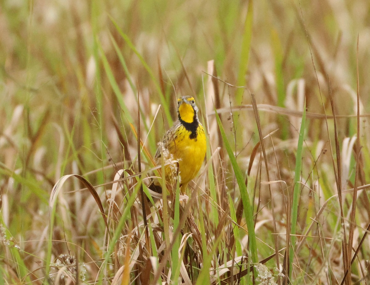Yellow-throated Longclaw - ML643609074