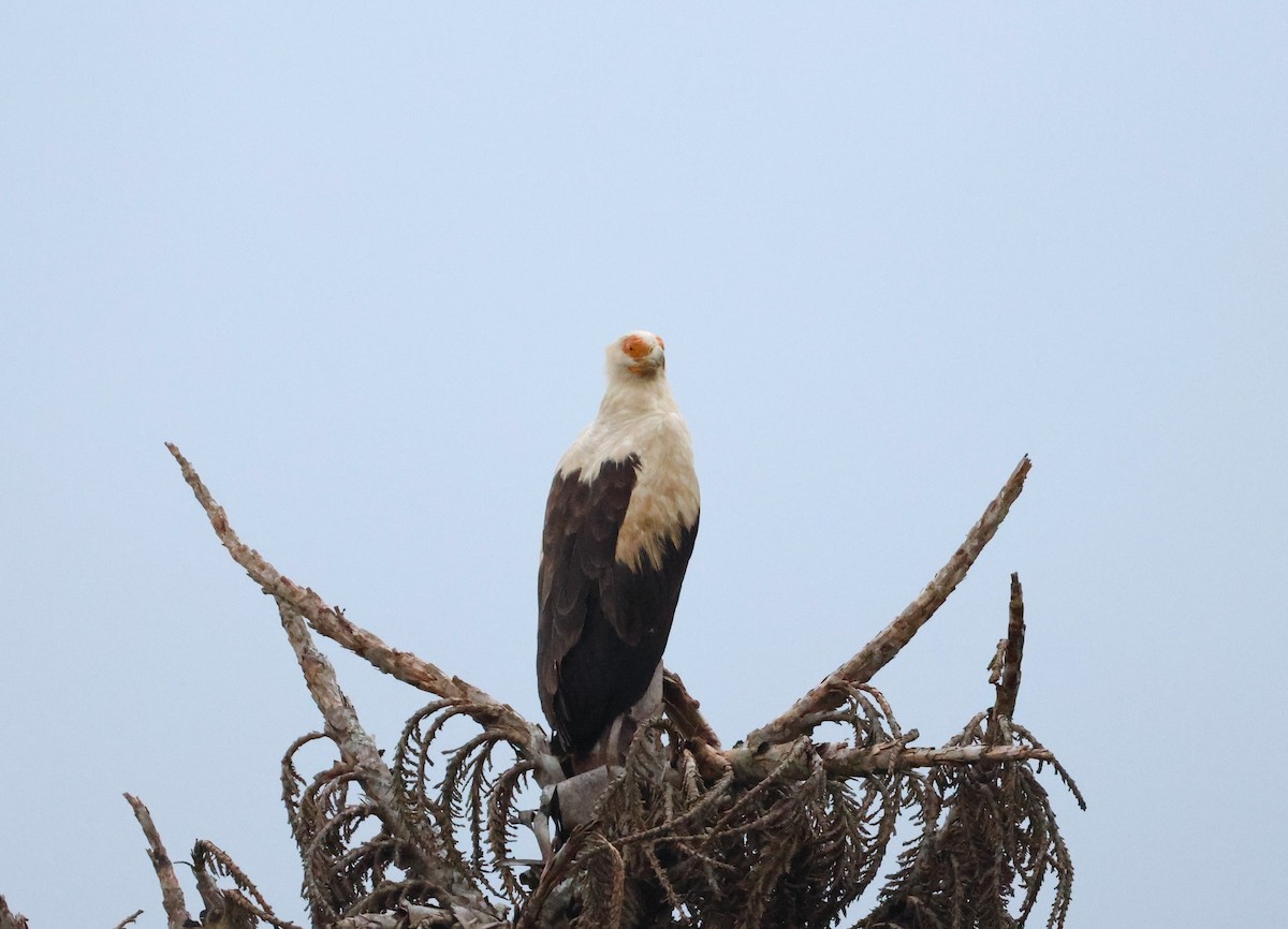 Palm-nut Vulture - ML643609083
