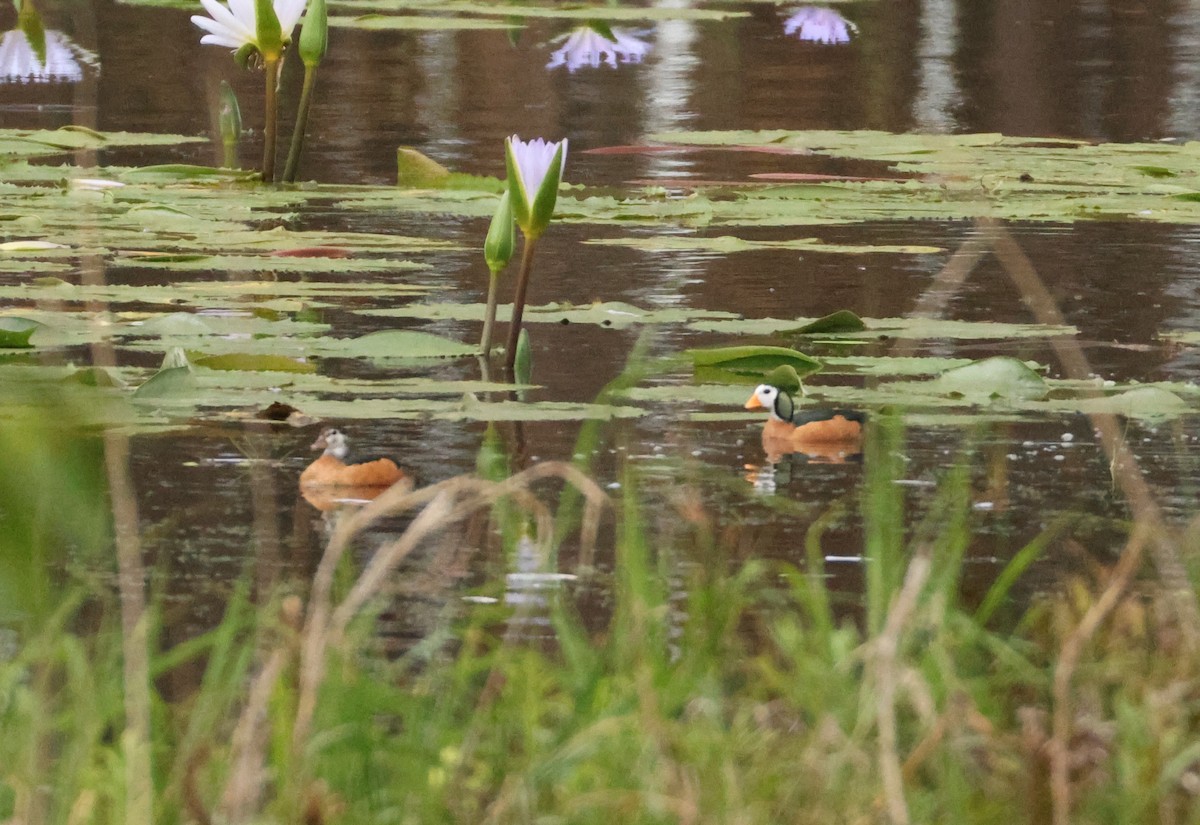 African Pygmy-Goose - ML643609090