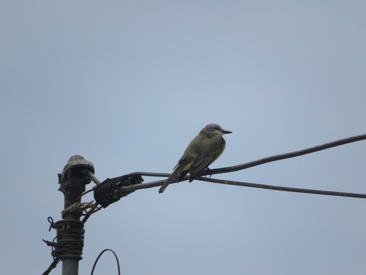 Tropical Kingbird - ML643609095