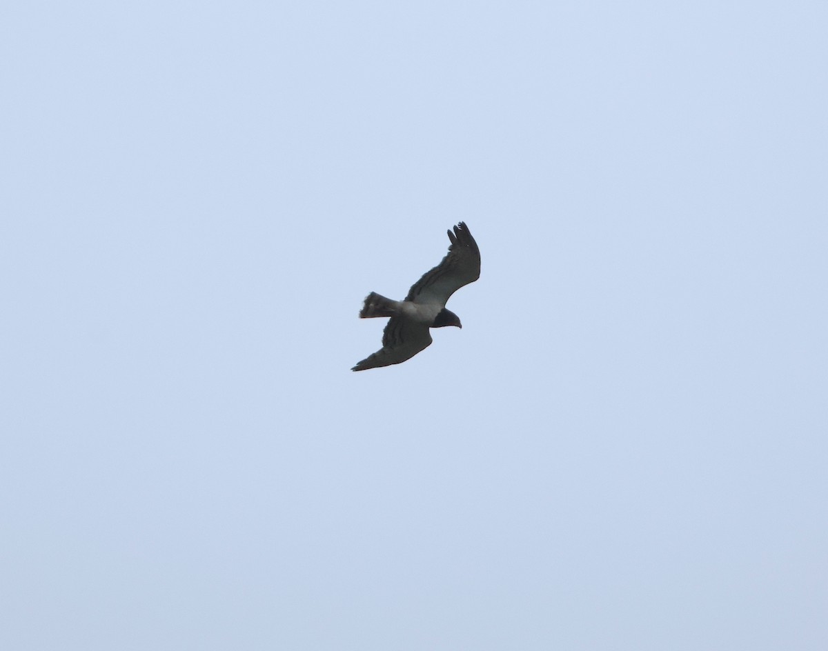 Black-chested Snake-Eagle - ML643609097