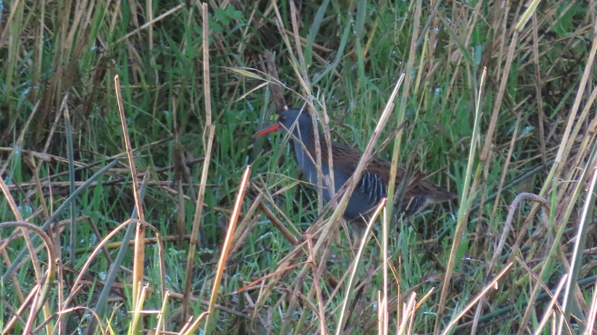 Water Rail - ML643609098