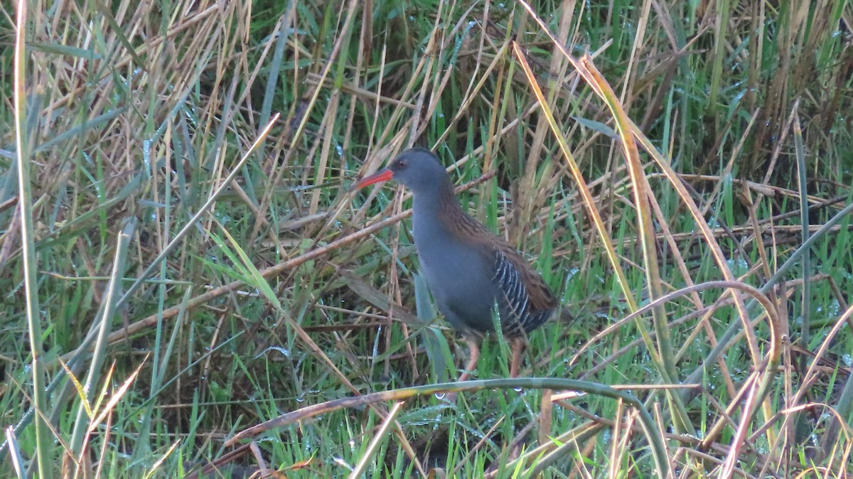 Water Rail - ML643609099